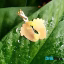 گردنبند-طلا-18عیار-طرح پای نوزاد
