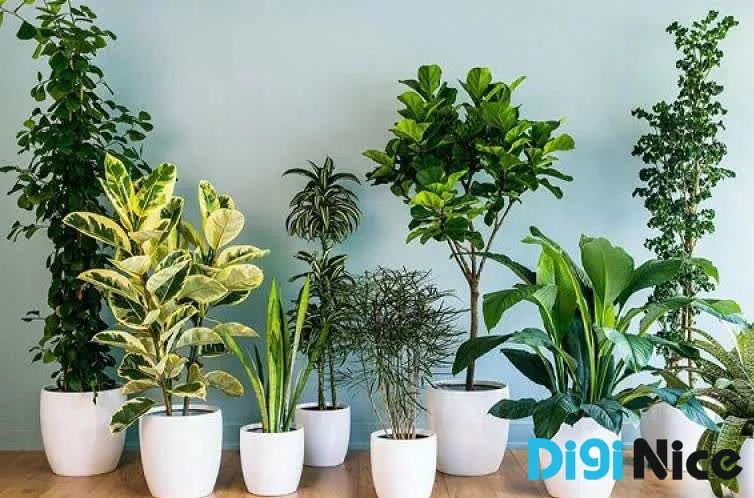 تاثیر گیاهان آپارتمانی در کاهش مشکلات روحی